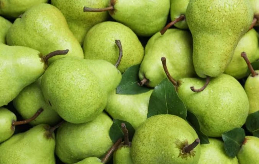 Manfaat Buah Pear yang Kaya Akan Serat dan Nutrisi