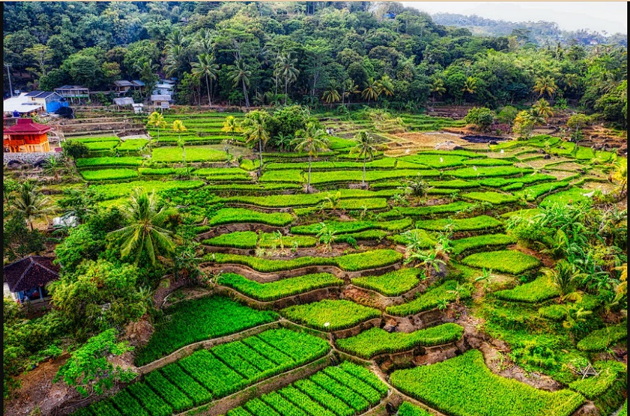 Peluang Usaha di Desa, foto ilustrasi via Pexels-Tom Fisk