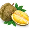 Cara Menanam Durian dari Biji biar cepat berbuah