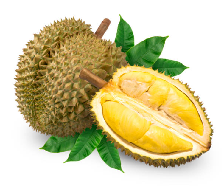 Cara Menanam Durian dari Biji biar cepat berbuah