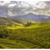 Kebun Teh Subang, ilustrasi via Unsplash-Paul-Vincent Roll