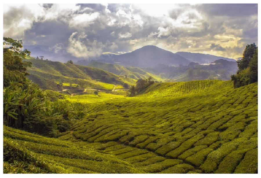 Kebun Teh Subang, ilustrasi via Unsplash-Paul-Vincent Roll