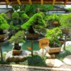 Bonsai Putri Malu Termahal di Dunia. Foto: @Tripadvisor