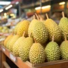 Cara Menanam Durian Agar Cepat Berbuah dengan Mudah