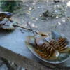 Kepiting Tapal Kuda Darah Biru, capture via Commons-Wikimedia