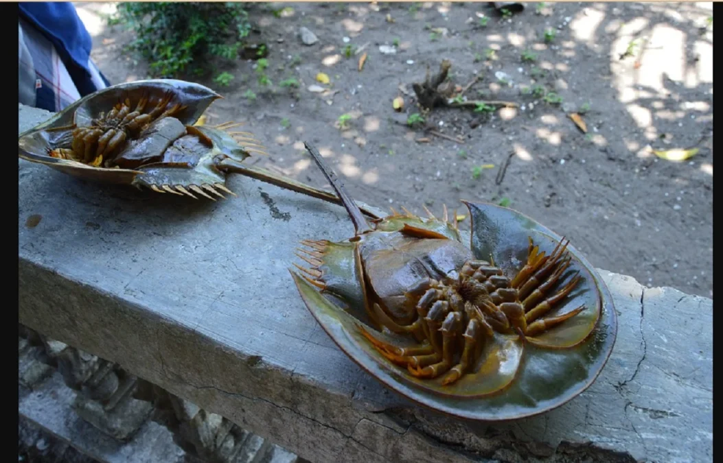 Kepiting Tapal Kuda Darah Biru, capture via Commons-Wikimedia