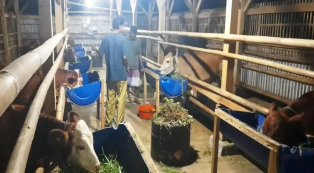 Omset Capai Ratusan Juta, BUMDes Pesona Karya Mandiri Desa Gambarsari Kembangkan Sapi Limosin