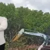 Aktivis Soroti Dugaan Penebangan Mangrove di Pondok Bali Subang