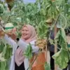 Liburan Seru di Subang! Wisata Petik Melon Hidroponik Machida Ini Bikin Pengunjung Ketagihan