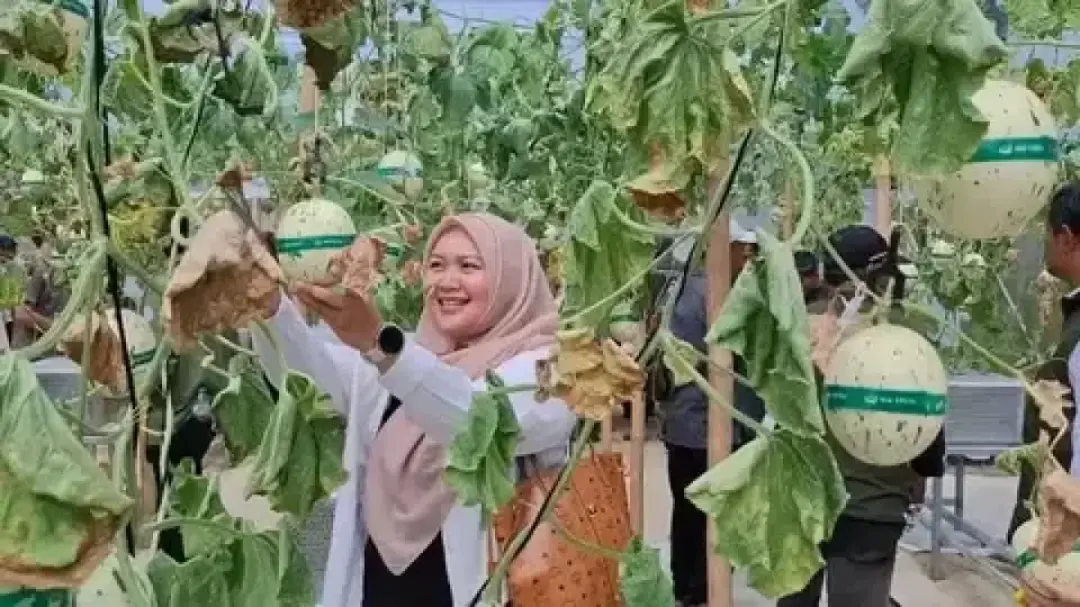 Liburan Seru di Subang! Wisata Petik Melon Hidroponik Machida Ini Bikin Pengunjung Ketagihan Liburan Seru di Subang! Wisata Petik Melon Hidroponik Machida Ini Bikin Pengunjung Ketagihan