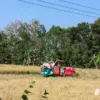 Panen Padi Dimulai, Petani Optimistis Hasil Panen Meningkat Meski Musim Kemarau