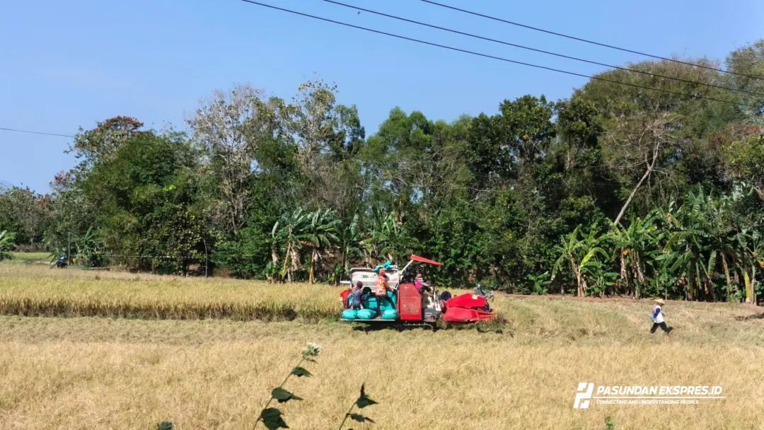 Panen Padi Dimulai, Petani Optimistis Hasil Panen Meningkat Meski Musim Kemarau Panen Padi Dimulai, Petani Optimistis Hasil Panen Meningkat Meski Musim Kemarau