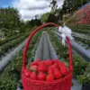 Nikmati Keseruan Liburan di Bukit Strawberry Lembang