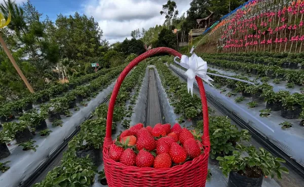 Nikmati Keseruan Liburan di Bukit Strawberry Lembang