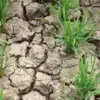 Ribuan Hektare Sawah di Subang Dilanda Kekeringan, Bupati Gerak Cepat Salurkan Bantuan