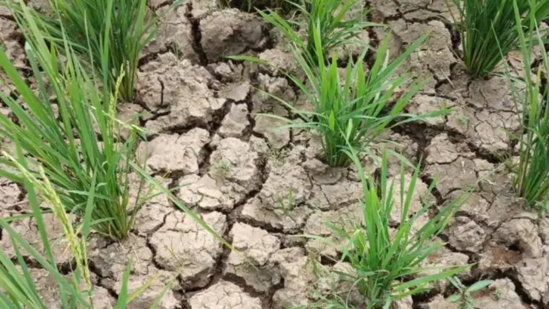 Ribuan Hektare Sawah di Subang Dilanda Kekeringan, Bupati Gerak Cepat Salurkan Bantuan