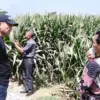 Forum BUMDes Subang Dorong Budidaya Jagung Tebon