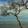 Tempat Wisata Alam Legonkulon Subang yang Menawarkan Pesona Pantai dan Mangrove