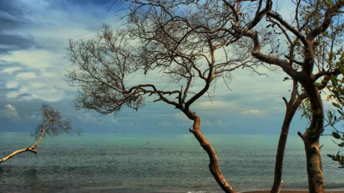 Tempat Wisata Alam Legonkulon Subang yang Menawarkan Pesona Pantai dan Mangrove
